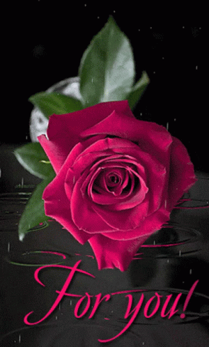 For You Red Rose GIF - For You Red Rose Rose GIFs