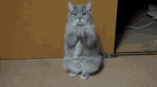 Wtf Are You Doing What GIF - Wtf Are You Doing What Cat GIFs