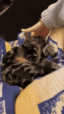 cat pet squish loop