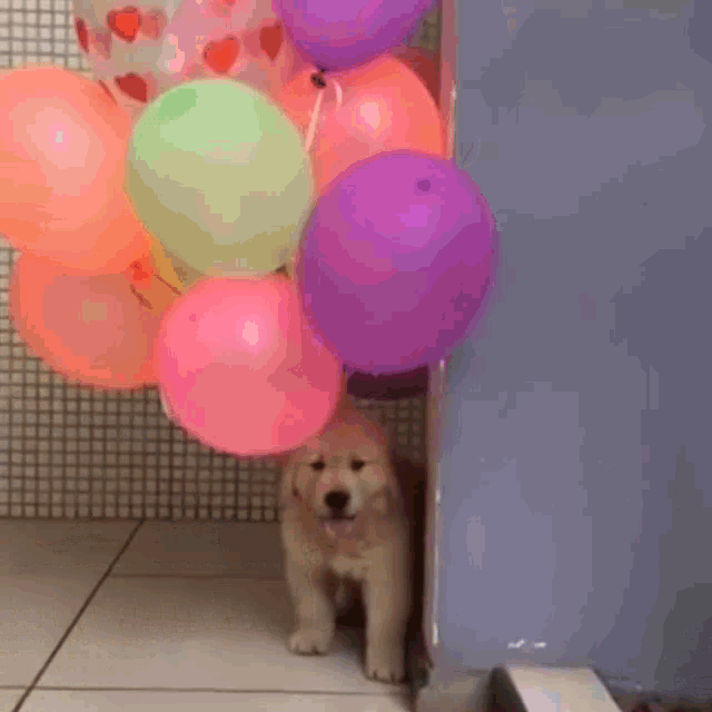 Fly Float GIF - Fly Float Dog GIFs
