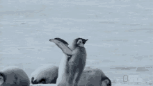 Stretching Flippers World Penguin Day GIF - Stretching Flippers World Penguin Day Wild Antarctica GIFs