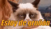 Gato Gruñon GIF - Grunon Gato Enojon GIFs