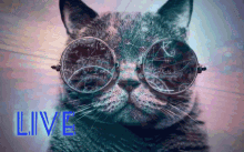 love space cat evol trippy love space cat evol trippy