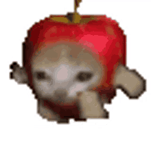 applecatrun apple cat applecatrun apple cat