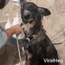 Taking A Bath Viralhog GIF - Taking A Bath Viralhog Its Bath Time GIFs