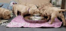 Party Animal Join The Party GIF - Party Animal Join The Party Puppies GIFs