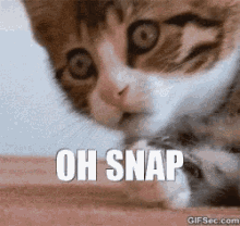Kitten Oh Snap GIF - Kitten Oh Snap Oops GIFs