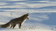 Fox Jump GIF - Fox Jump Snow GIFs