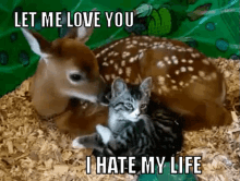 Kitty Has Commitment Issues GIF - Cat Deer Commitment GIFs