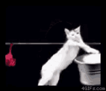 Cat Laundry GIF - Cat Laundry Funny Animals GIFs