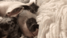 viralhog pig bulldog nap sleeping
