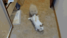 Rabbit Dog GIF - Rabbit Dog Pull GIFs