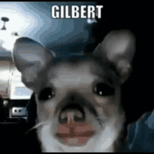 Gilbert GIF - Gilbert GIFs