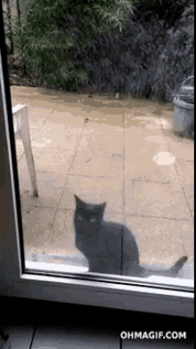 Cat Spaz GIF - Cat Spaz Let Me In - Discover & Share GIFs