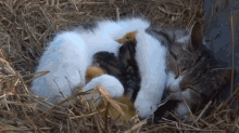 Momma Kitty Nursing Ducklings With Her Kittens GIF - Ducks Ducklings Cat GIFs