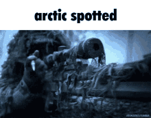 Arctic Spotted GIF - Arctic Spotted Arctic GIFs