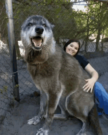 Wolf Big Dog GIF - Wolf Big Dog Pet GIFs