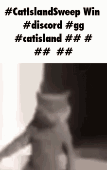 Catisland Catislandsweep GIF - Catisland Catislandsweep Epic Win GIFs