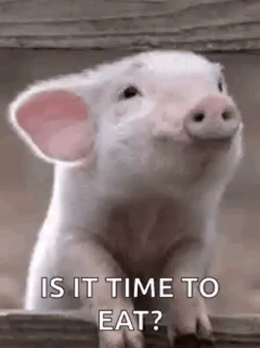 Cool Pigs GIF - Cool Pigs Sniff GIFs