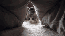 Cat Pass Through GIF - Cat Pass Through Wiggle GIFs