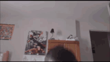 menno yoshi menno yoshi