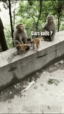 monkey singe