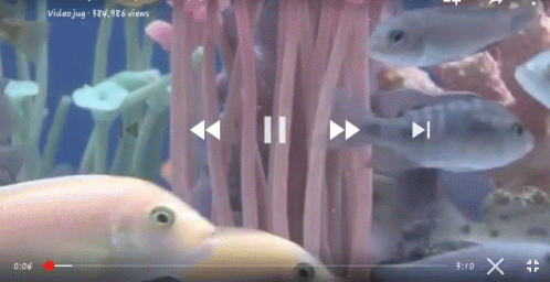 The perfect Fish Animated GIF for your conversation. 