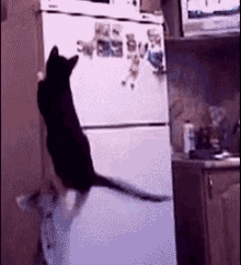 Freezer GIF - Freezer Cat Ride GIFs