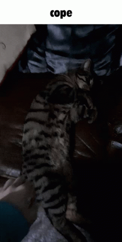 Cope Cat GIF COPE Cat Gatto Discover Share GIFs Cope Cat