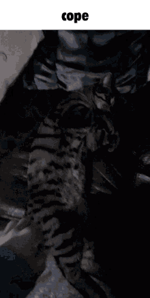 Cope Cat GIF - Cope Cat Gatto GIFs