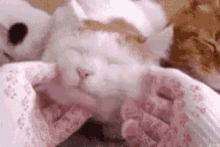 Cat Massage GIF - Cat Massage Weekend GIFs