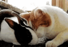 Cute Animals Love GIF - Cute Animals Love Snuggles GIFs