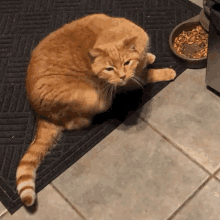 Cat Scratch GIF - Cat Scratch Scratching GIFs
