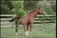 Wow I Didnt Know That Horses Were That Intelectually Advanced GIF - Wow I Didnt Know That Horses Were That Intelectually Advanced GIFs