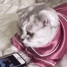 Cat Cat Phone GIF - Cat Cat Phone Cat Phone Watch GIFs