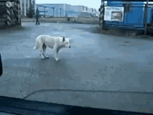 Dancing Dog GIF - Cute Dog Dancing GIFs