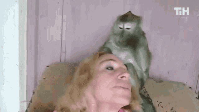 Grooming Cleaning GIF - Grooming Cleaning Make Tidy GIFs